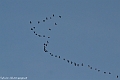 Vol de grands cormorans_Le Boulou_1nov17